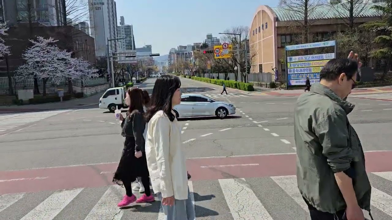 2025.4.10(목) 인천 계양구 서부천 일원 만개한 벗꽃을 소개해 드립니다. 대한항공점보스 배구단 스차디움과 양궁장 그리고 벨로드롬 경기장이 있는 곳이니 참조 하세요