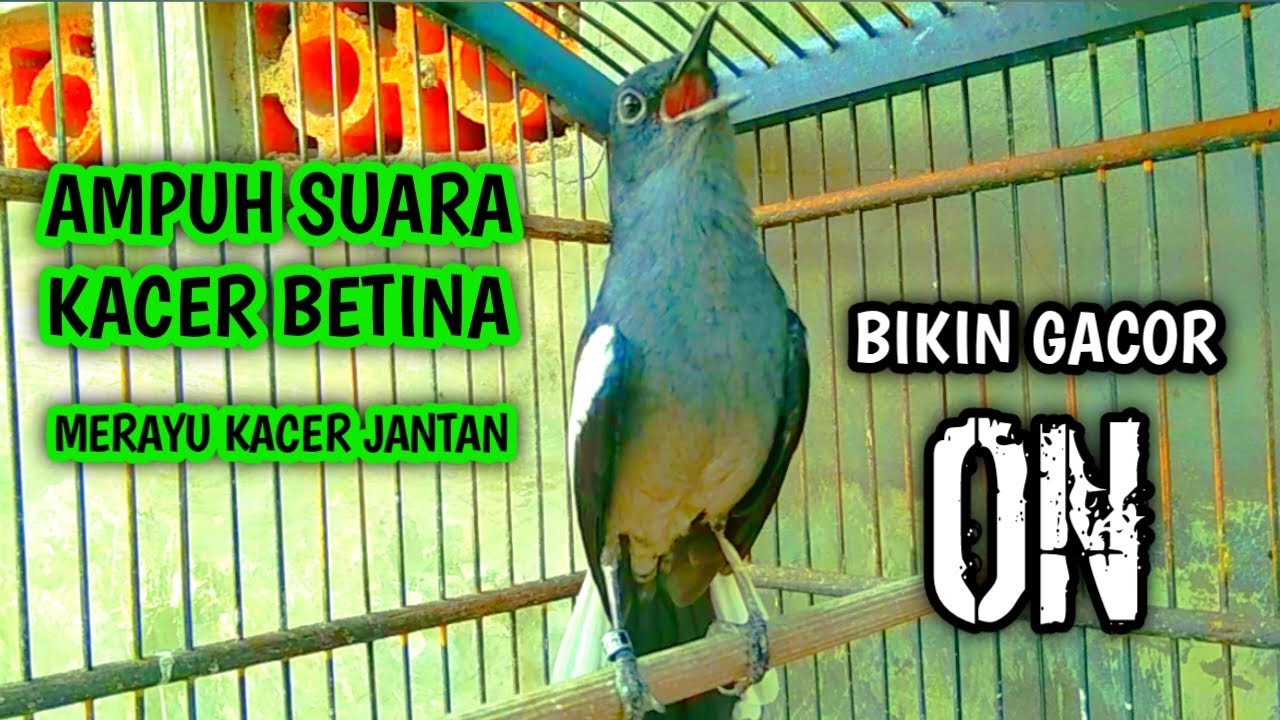 AMPUH SUARA KACER BETINA MERAYU KACER JANTAN BIKIN GACOR !! PANCINGAN KACER GACOR PASTI NYAUT AMPUH.