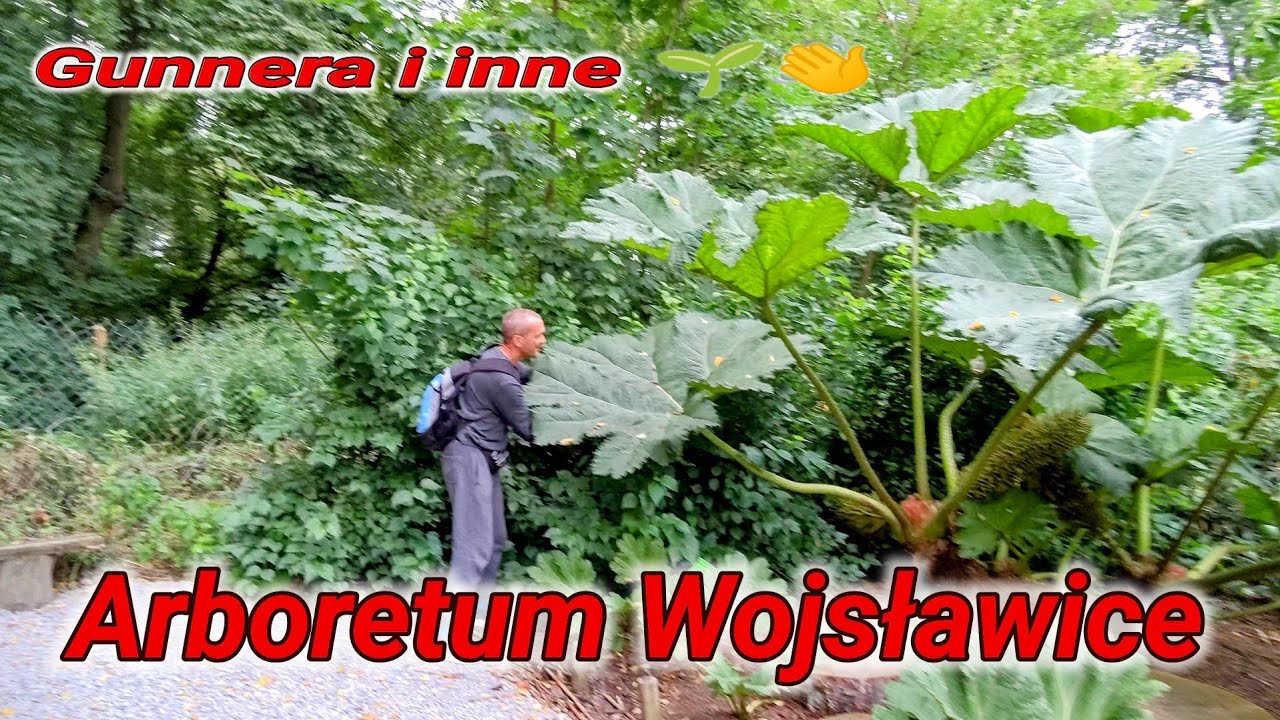 Arboretum Wojsławice.🌱 Araukarie, gunnery, mamutowce itp rośliny. Ogród Botaniczny U Wrocławskiego🌷