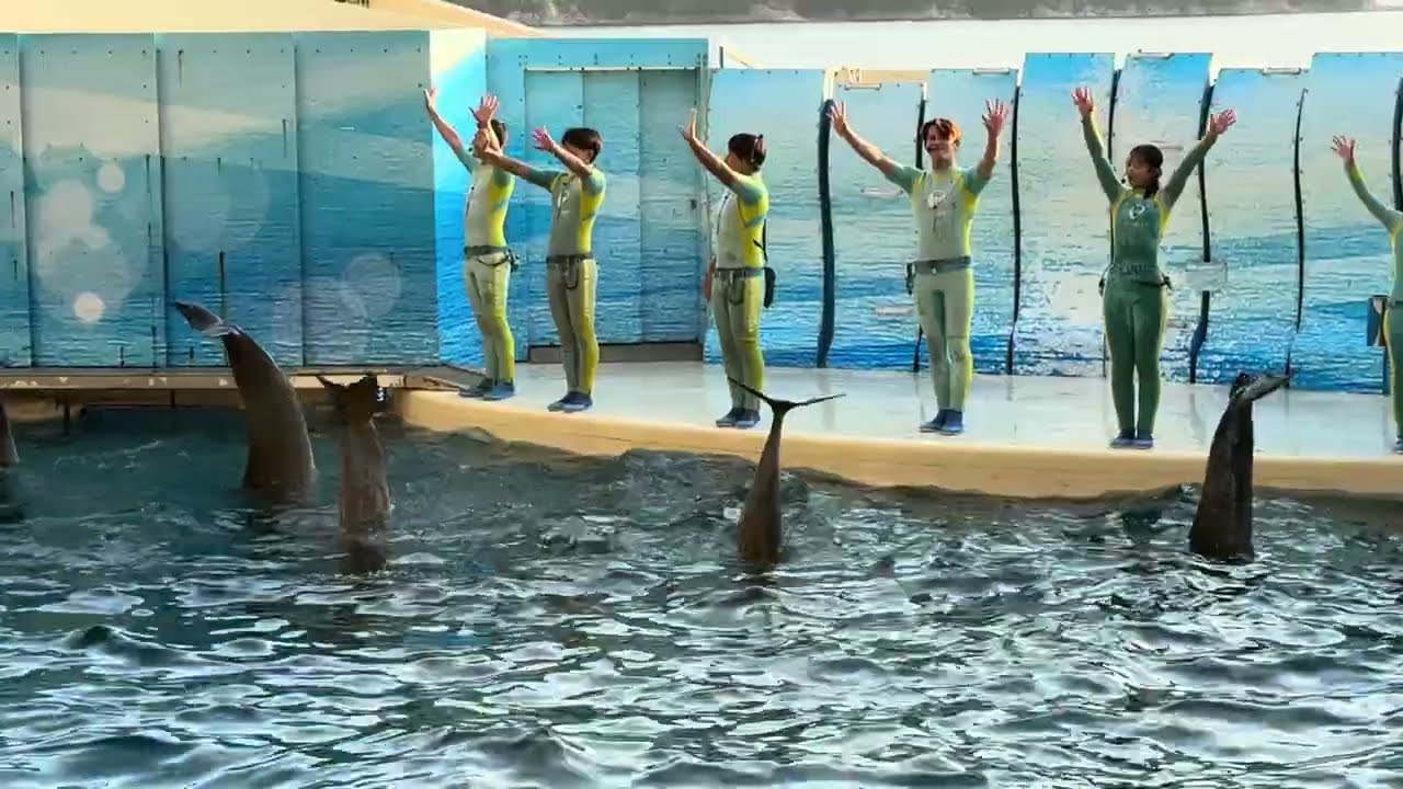 江ノ島水族館 イルカショー