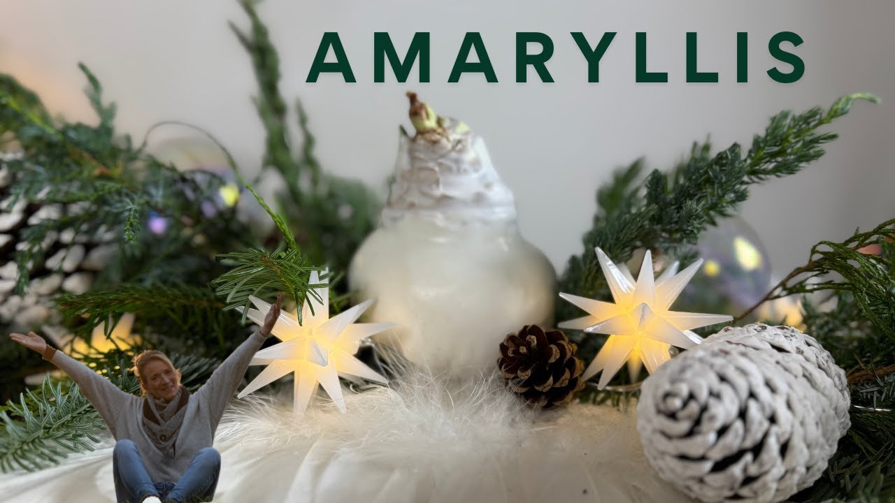 Amaryllis im FEDERKLEID 🎄 Himmlische Weihnachten mit Tanne & Zapfen 🎄