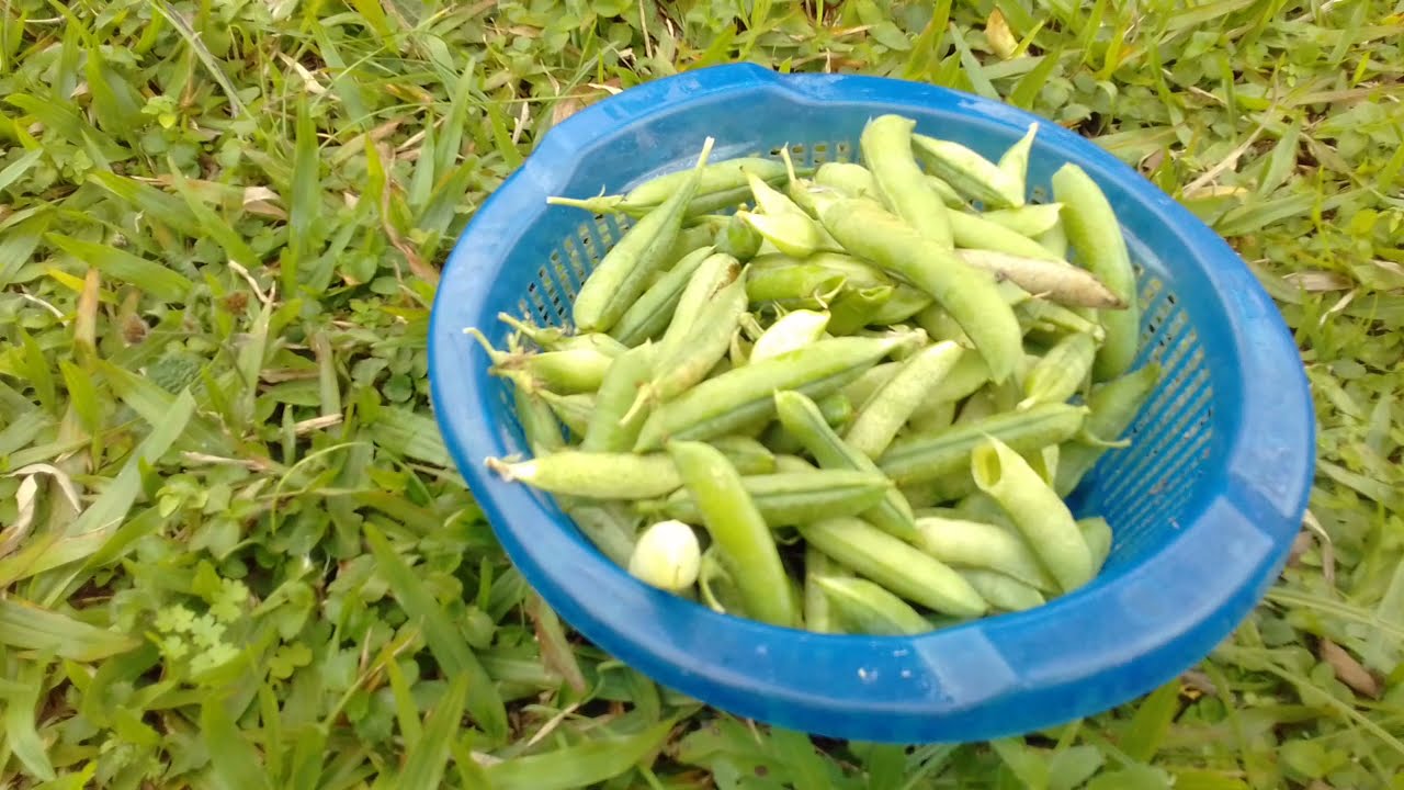 COLHEITA DE ERVILHA ORGÂNICA, UMA PLANTA ALTAMENTE PRODUTIVA.