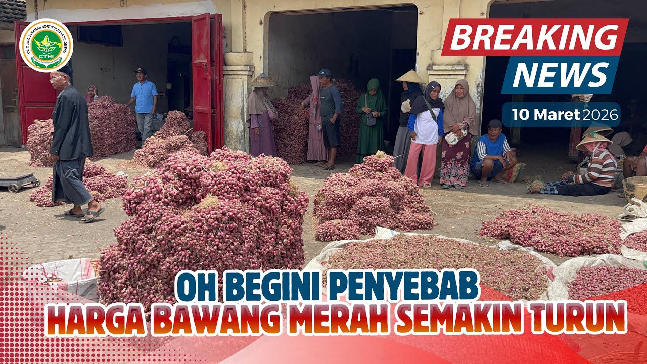 TERNYATA INI ALASAN HARGA BAWANG TURUN || UPDATE HARGA BAWANG MERAH TERBARU