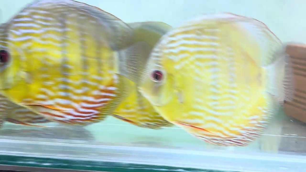 Mostrando todos os peixes da loja parte 1 (11/2)