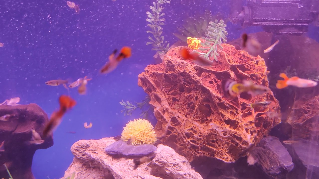 Nowa aranżacja zbiornika 🦞🦐🦞🐠🐟