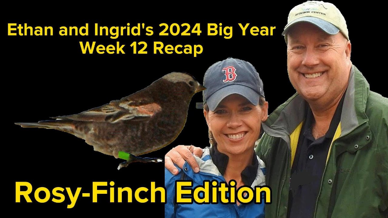 Ethan and Ingrid's 2024 Big Year (Week 12) * Rosy-Finch Edition