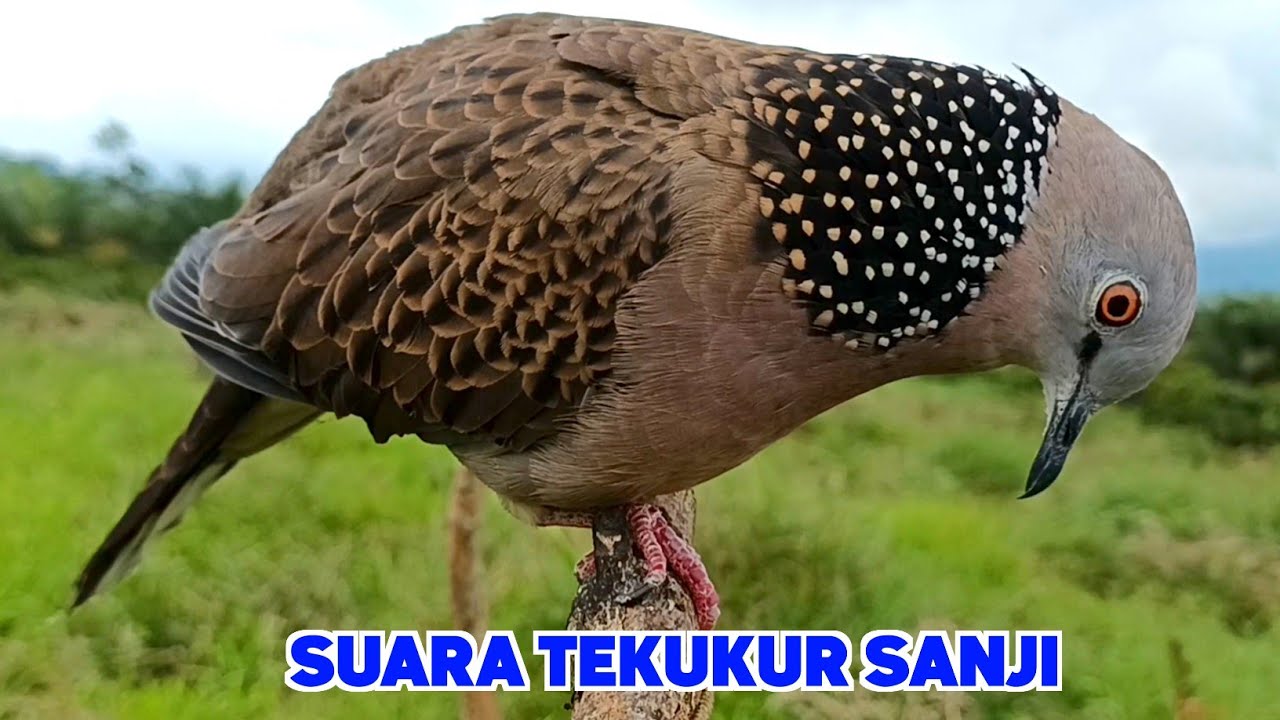 TEKUKUR GACOR SUARA BESAR Ampuh Memancing Lawan Cepat Nyaut