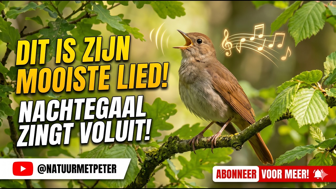 Zingende nachtegaal | 2,5 minuut pure rust & vogelzang | Natuur met Peter #birds #birdsong