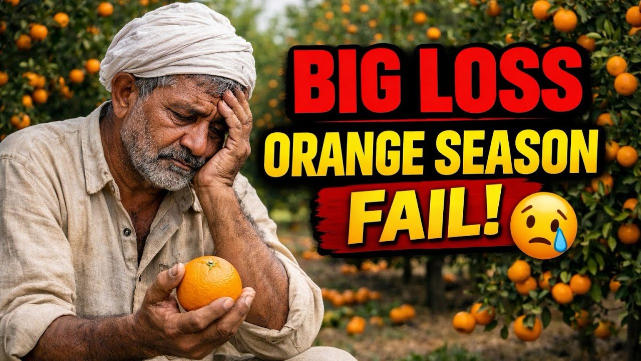 Orange Season Mein Bara Nuqsan 😢 | Farmer Ki Kahani