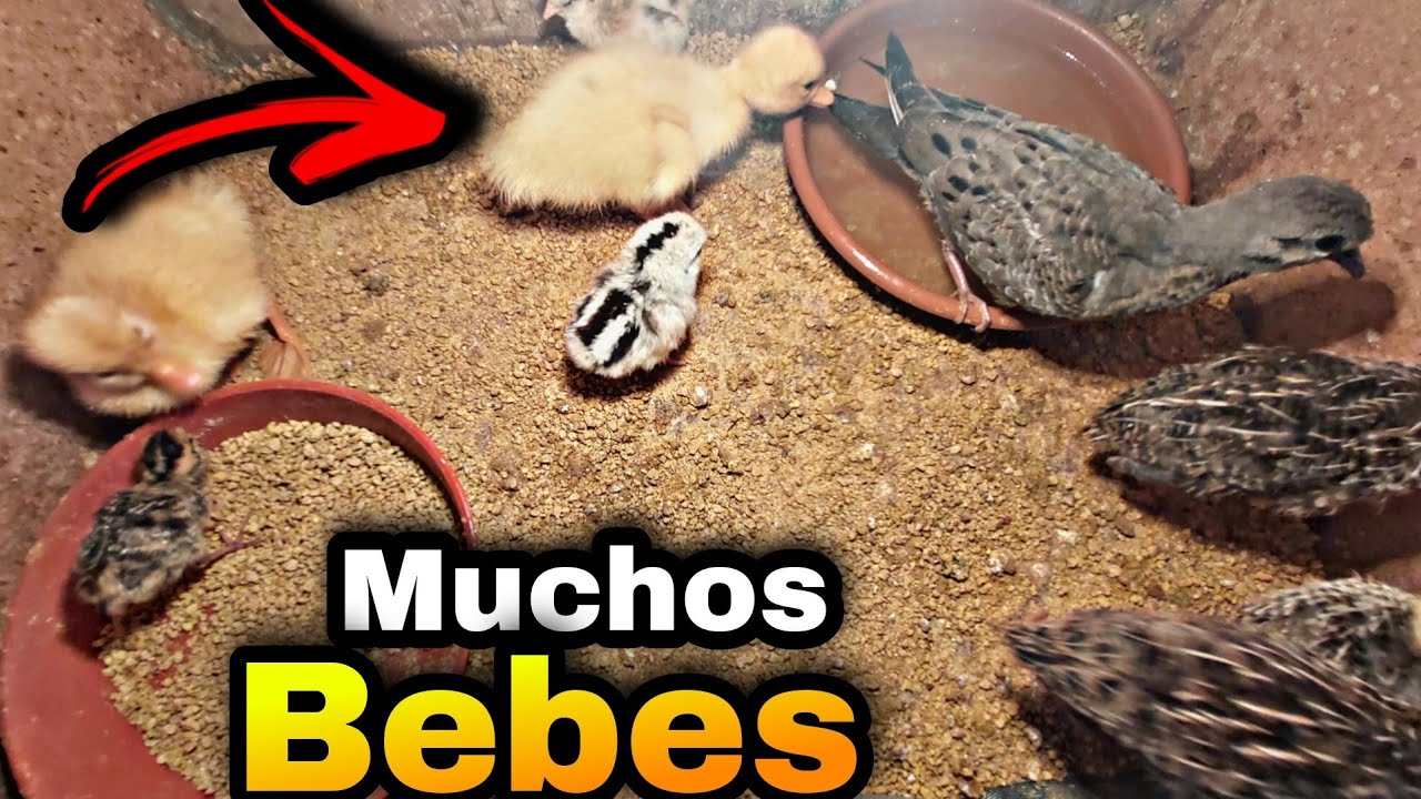 Tenemos Nuestra Incubadora Llenaa!!