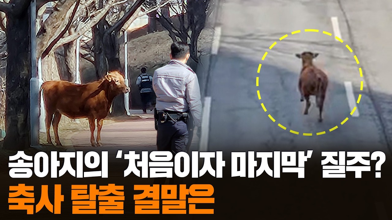 [무간다] 우간다? '축사 탈출' 송아지 2마리 '도심 질주' / 연합뉴스TV (YonhapnewsTV)