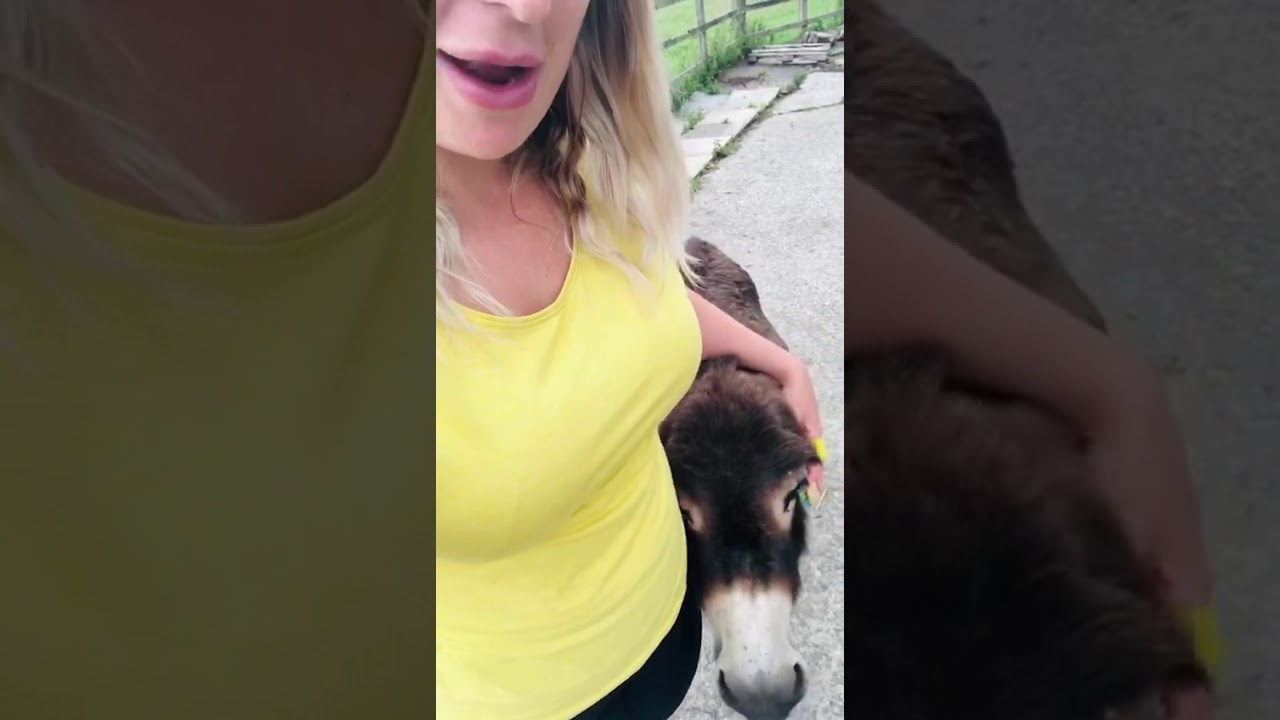 Greenslate Donkeys