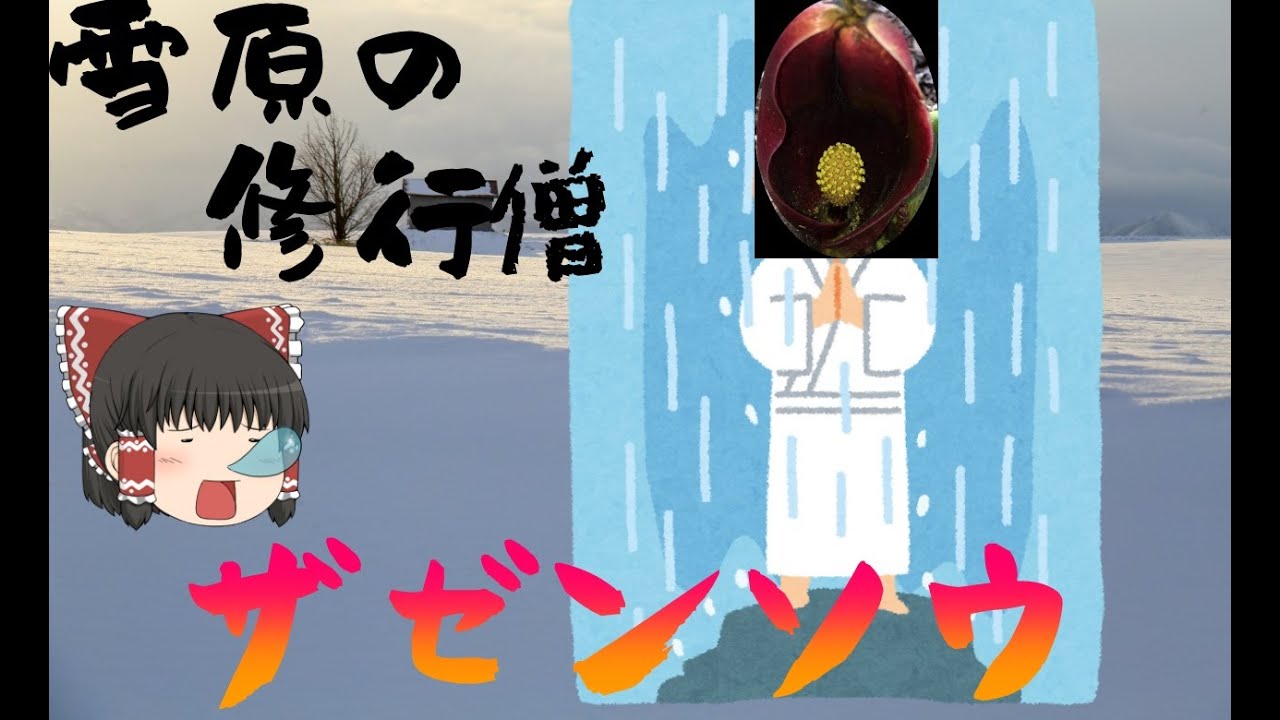【ゆっくり植物解説】天然のストーブ！？ザゼンソウ