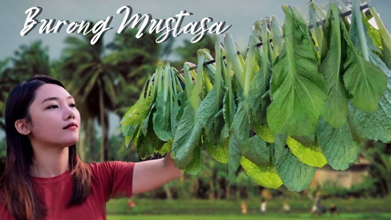 Burong Mustasa or Pickled Mustard Leaves | Life in the Philippine Countryside