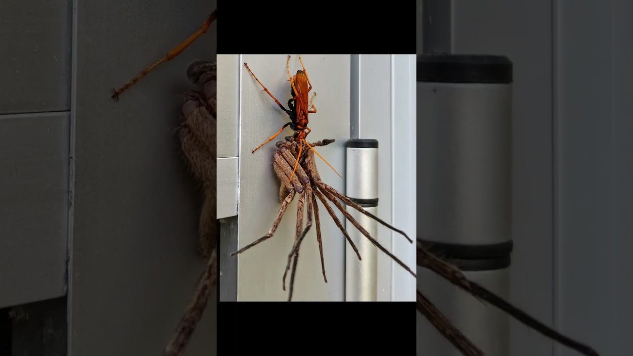 This wasp is NIGHTMARE FUEL
