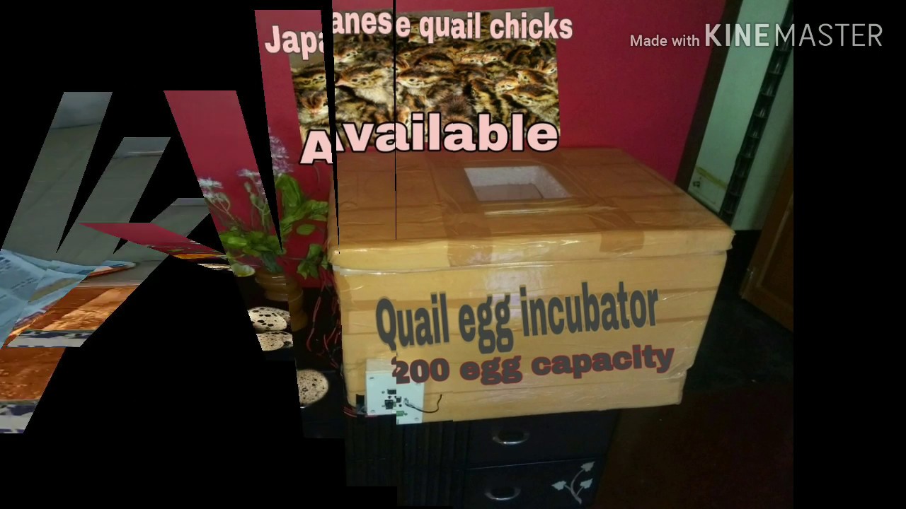 Japanese quail farming in Assam, India... Quail egg incubator available 7002804573