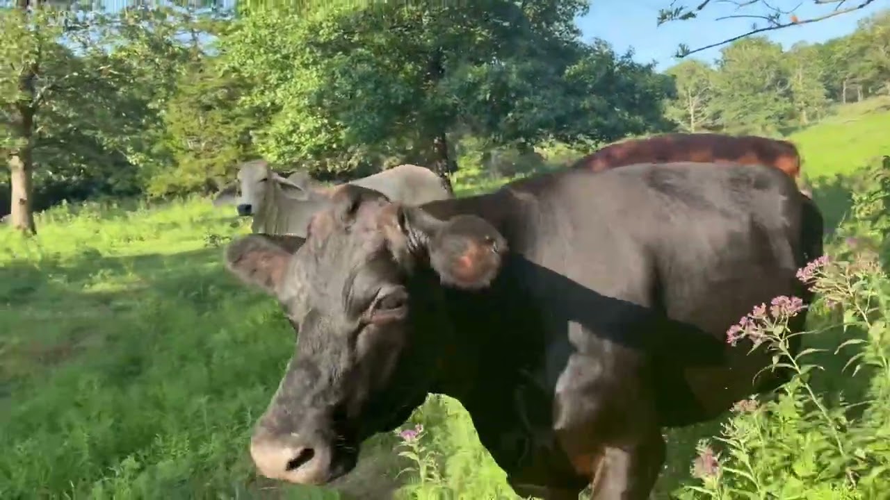 Rufus giving the big boss a push #rufusthebull