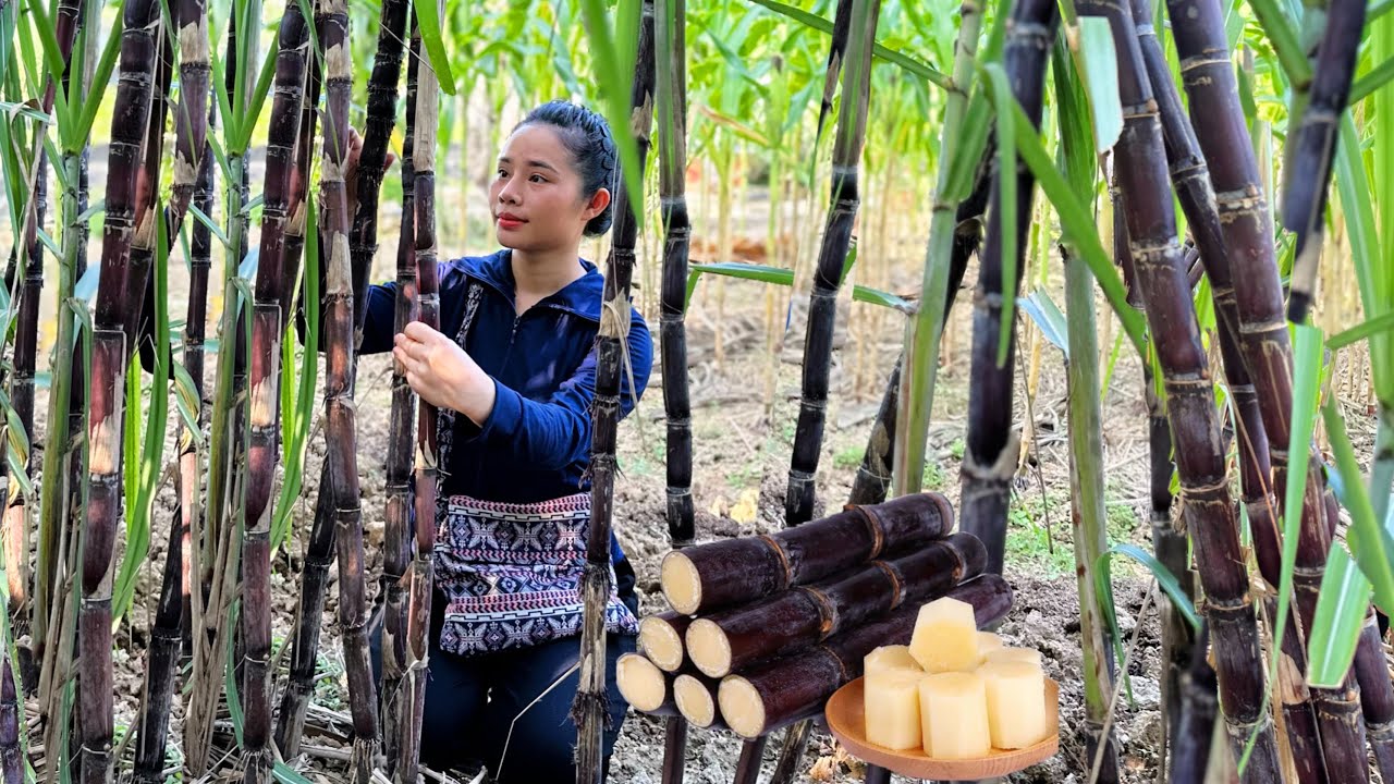 Harvest Purple Sugar Cane Garden to sell at the market - Gardening