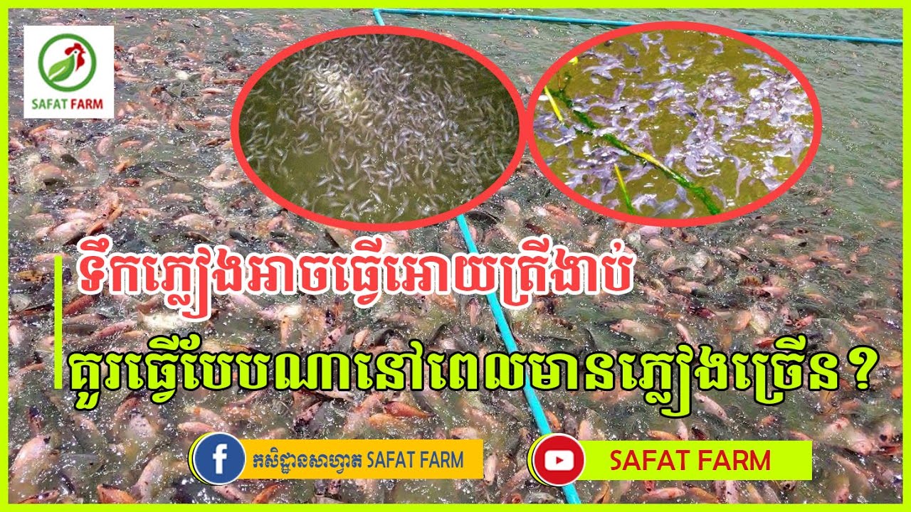 ទឹកភ្លៀងអាចធ្វើអោយត្រីងាប់ តើគួរធ្វើបែបណានៅពេលមានភ្លៀងច្រើន?