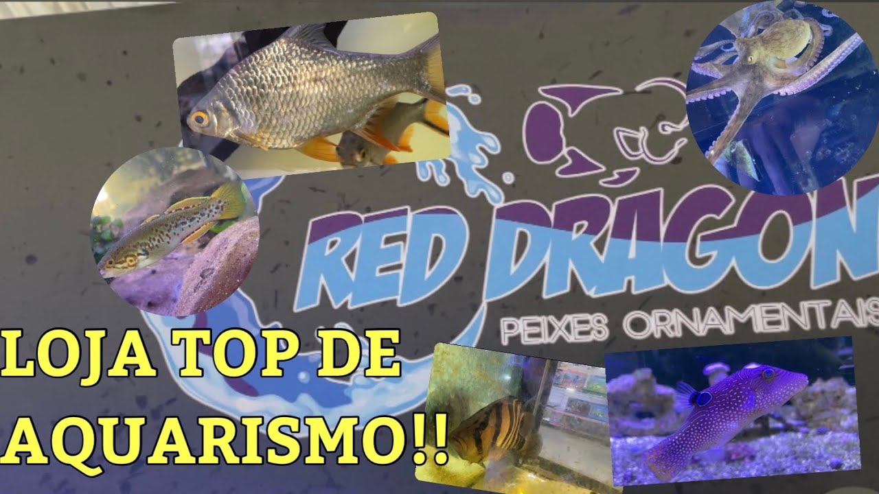 LOJA RED DRAGON DE AQUARISMO, CONHEÇA JÁ!