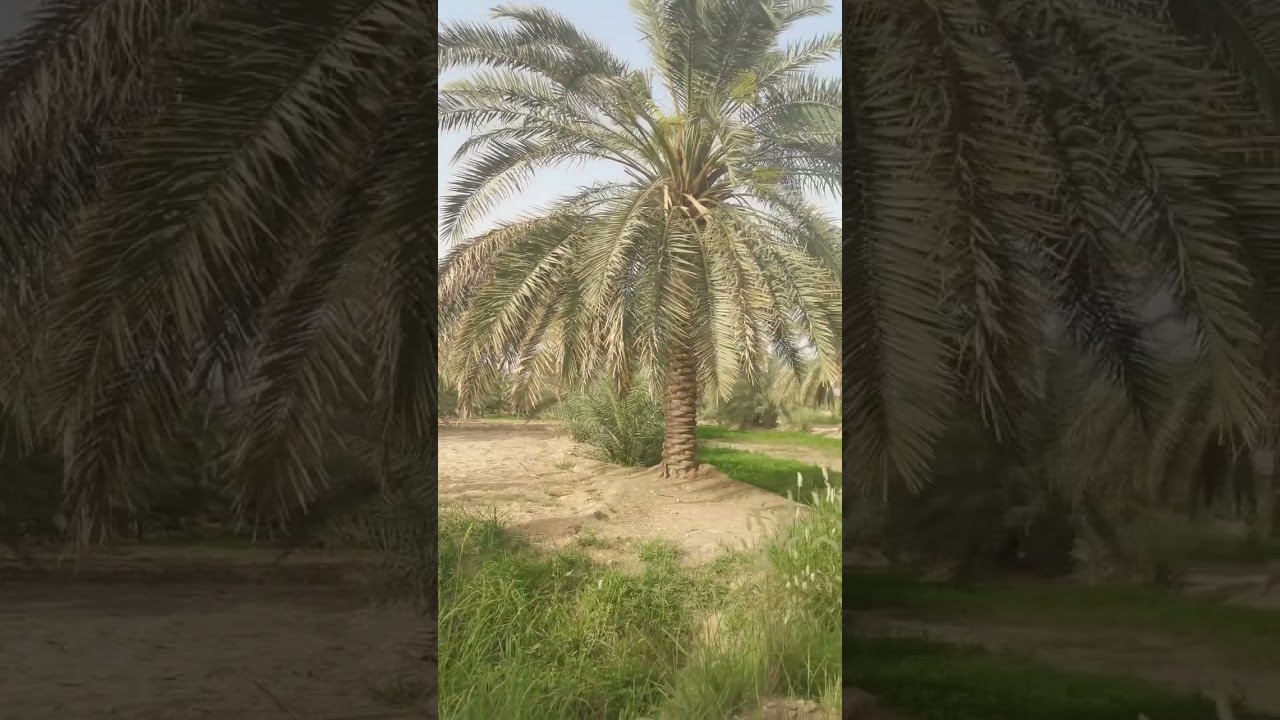 موعد الاخصاب الجيد