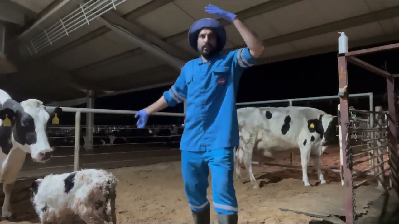 Routine of night shift on dairy farm | calving season | Busy dairy farm