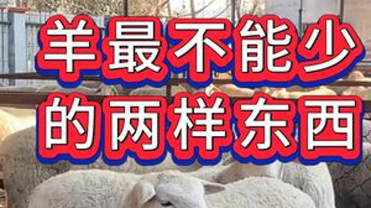 #养羊#牛羊养殖#新手养羊#养羊人