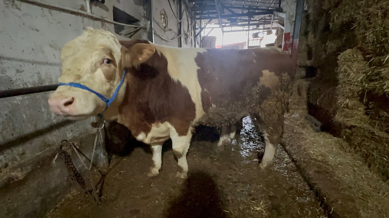 23 TANE YENİ DANA ALDIM.. #çiftlikişleri #farming #buzağı #kurbanlık #inek #kurban