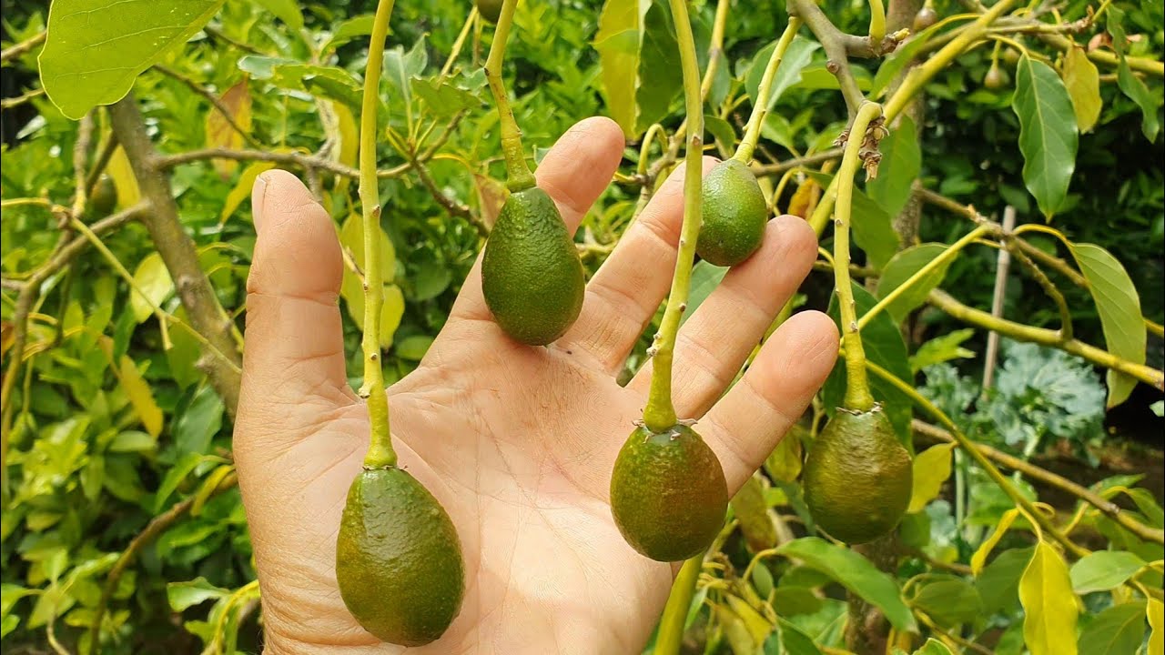 Anyone Know What's Up With My Pinkerton Avocado Tree?
