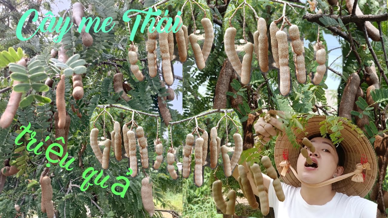 Hết hồn Cây me Thái say triệu quả