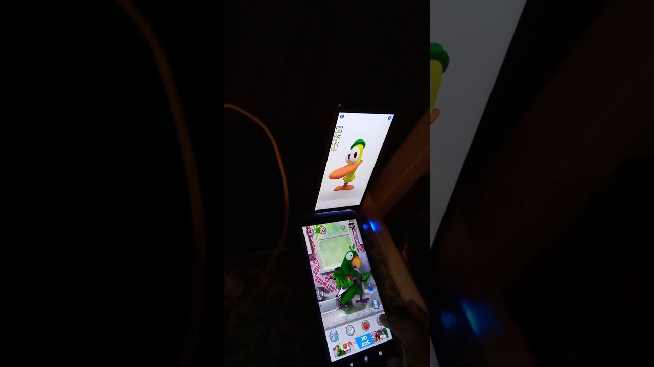 Talking Pierre The Parrot Vs Talking Pato