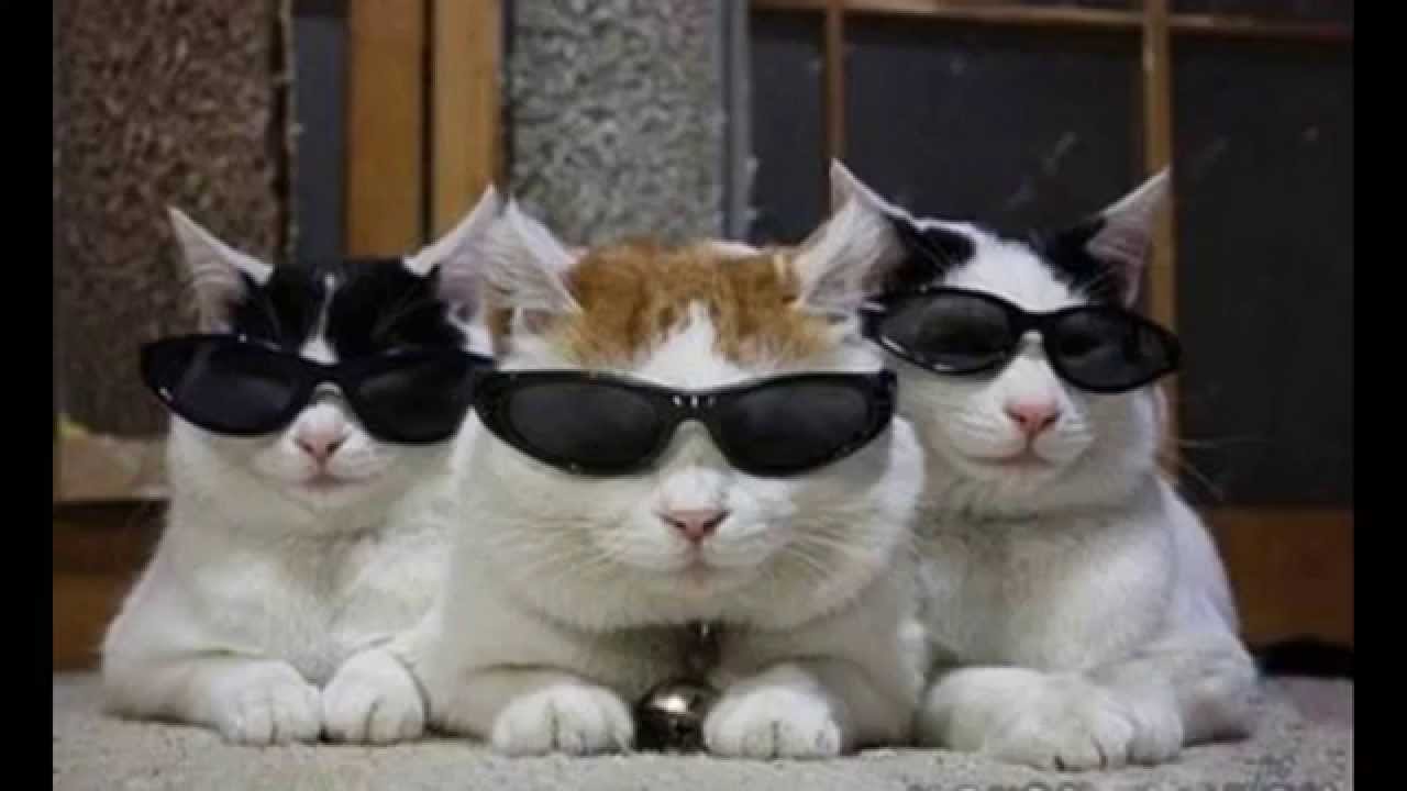 The Cats' Protection League