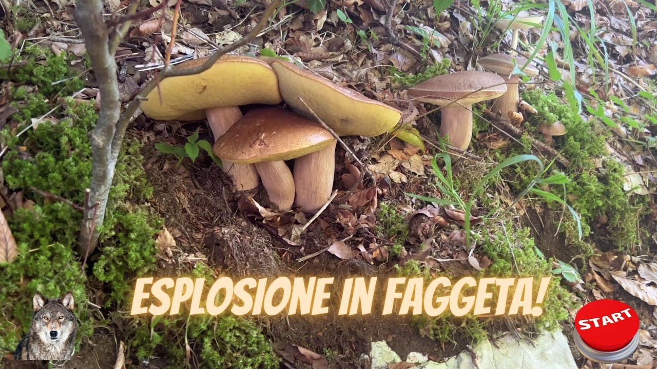 Porcini settembre 2022.Le faggete del Sannio esplodono! Mamma che funghi! Dal bosco al ristorante.