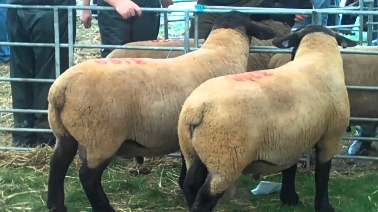 KELSO ram sales 2010  www.suffolks.nl