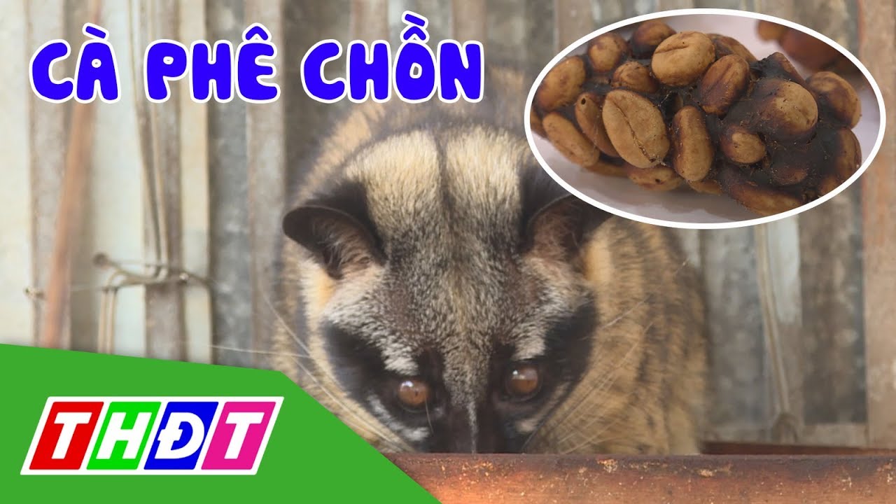 Tìm hiểu quy trình sản xuất cà phê chồn | THDT