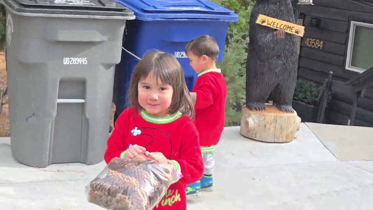 Collecting pine cones
