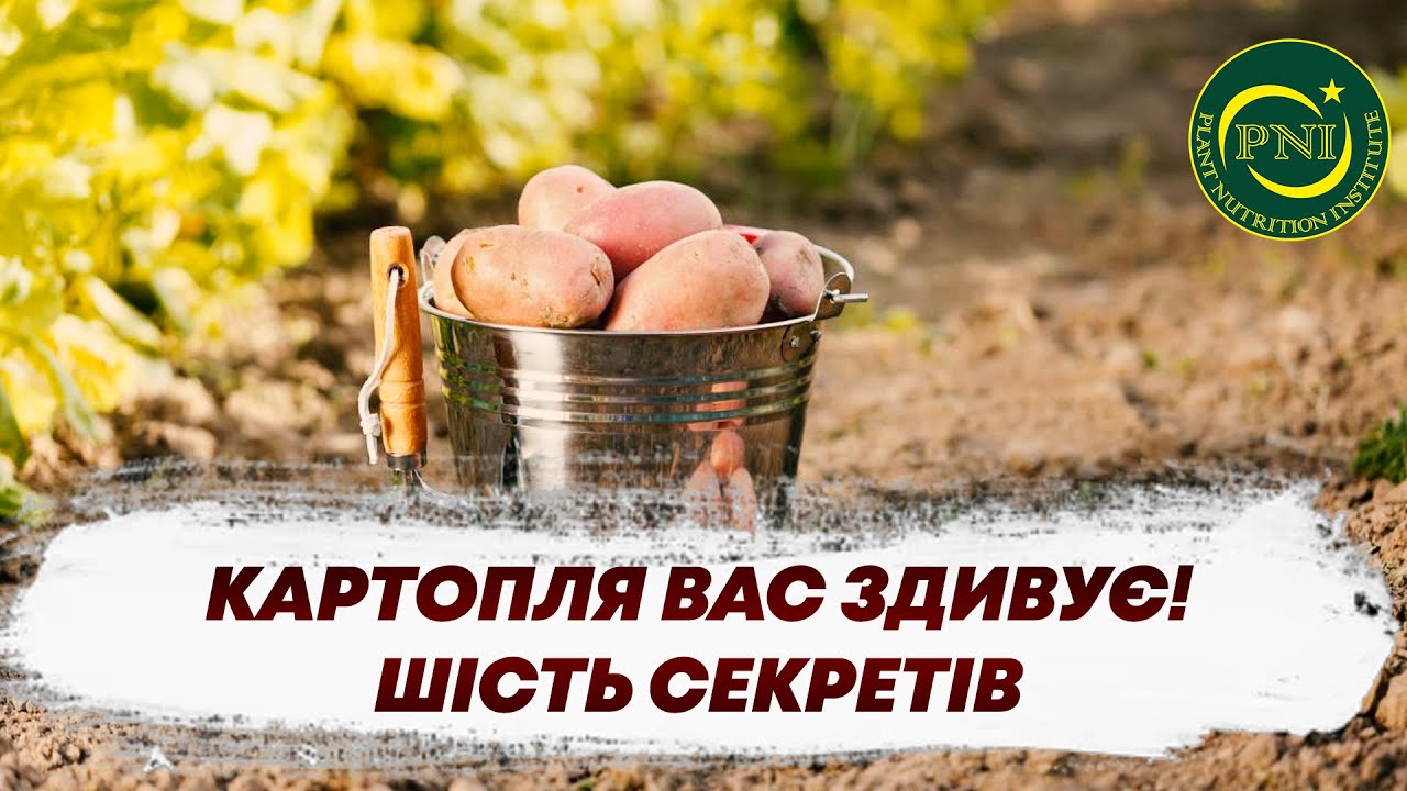 Вирощування КАРТОПЛІ: СЕКРЕТИ ЕФЕКТИВНОГО УДОБРЕННЯ