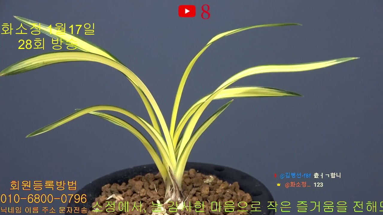 화소정 - 26년 01월 24일 29회 실시간 경매