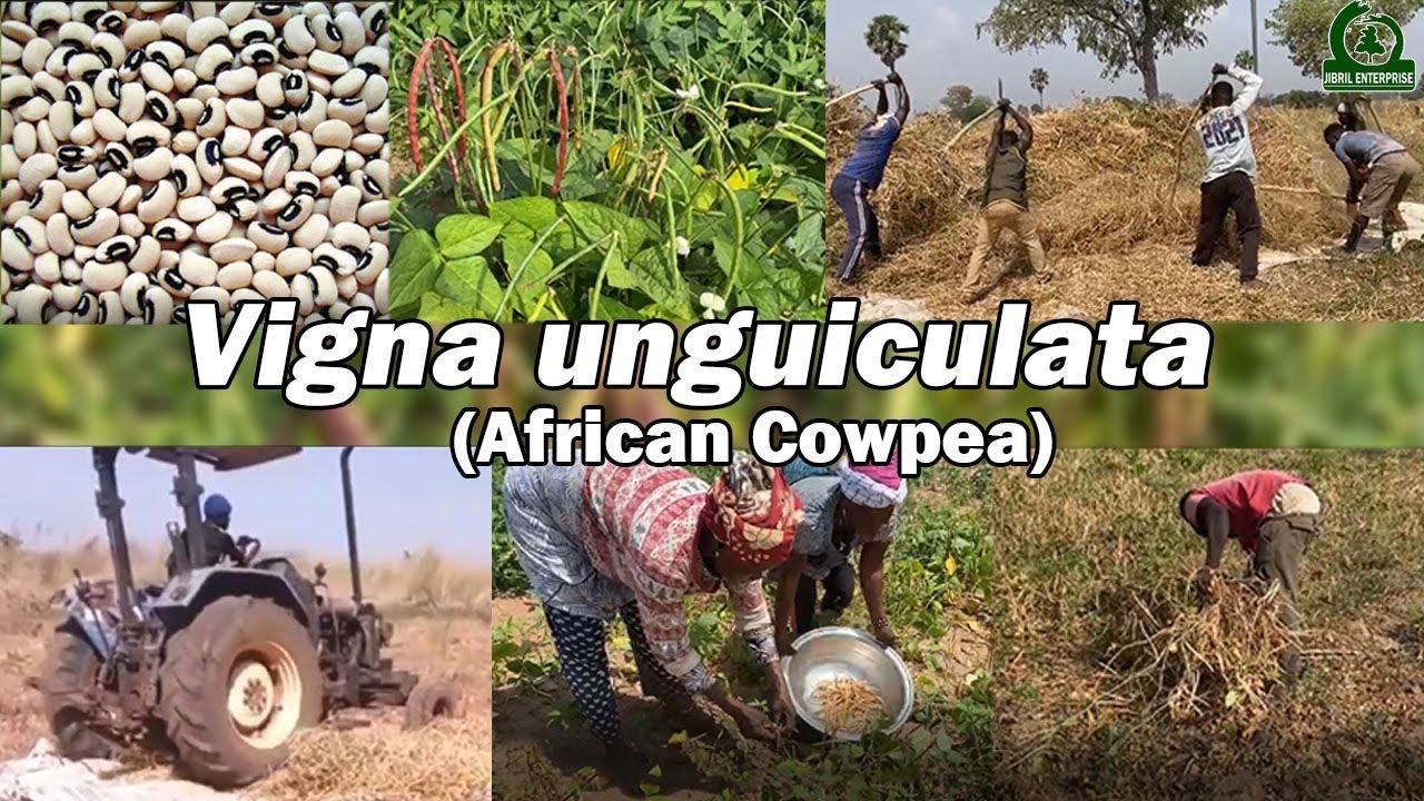 General cultivation of cowpea(Vigna unguiculata) in West Africa