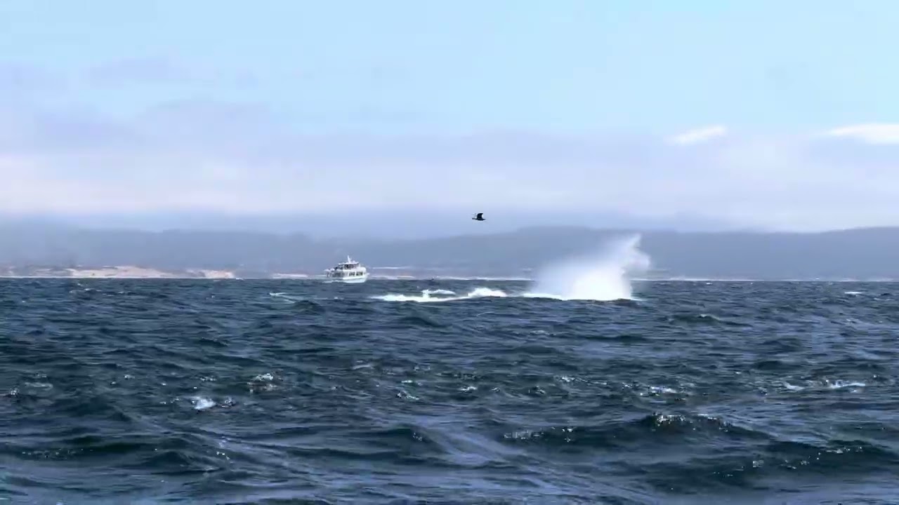 Breaching and Tail Throwing Humpbacks in Monterey Bay - May 2, 2025