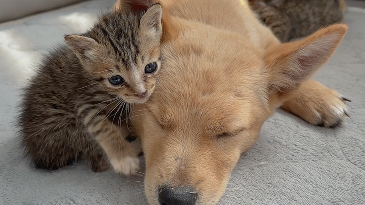 Kitten Without a Mom Finds Comfort in an Abandoned Puppy