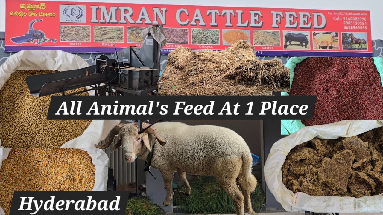 Imran Cattle feed shop in Hyderabad | Multiple Animal feed shop in Hyderabad pahadi shareef road