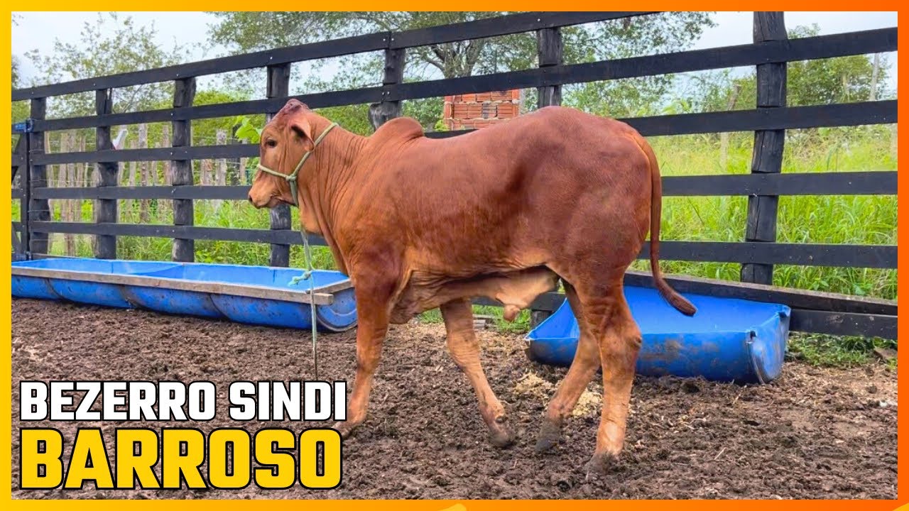 O QUE É O “BARROSO” NA RAÇA SINDI?! BEZERRO A VENDA!