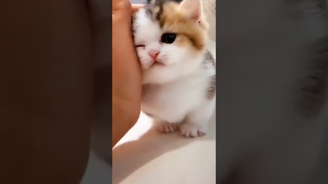 Cute Cat 😺😻🐈