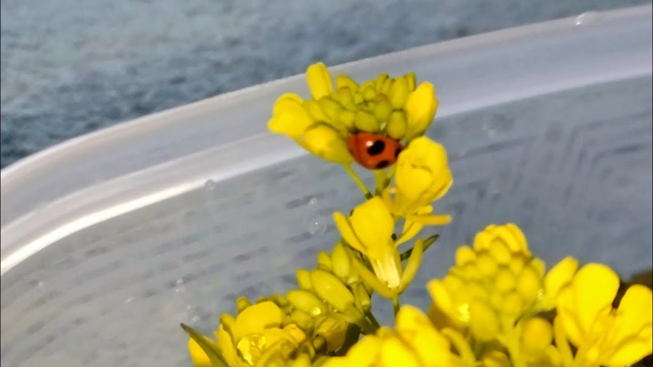 てんとう虫さん🐞、代替えの餌食べてくれるかな？
