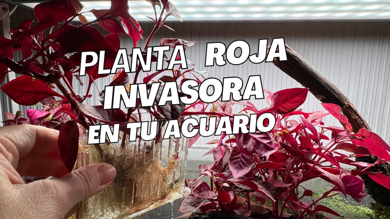 PLANTA ROJA invasora en tu acuario Althernantera ??