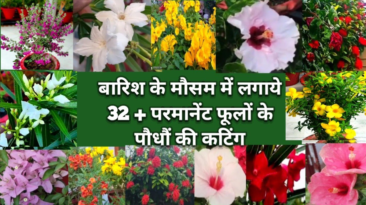 32+ Top Best Flower Plant Cutting In The  Rainy Season ll Flower Plant Grow From Cutting