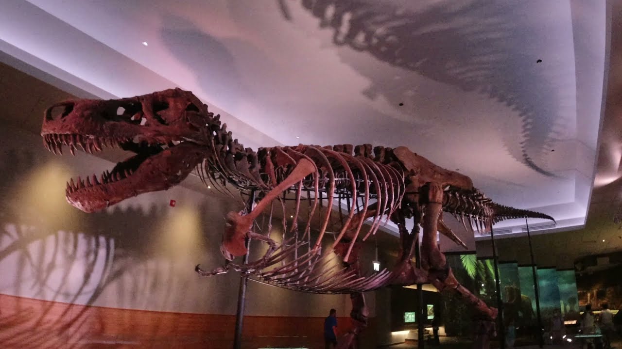 Field Museum - Evolving Planet Part 1
