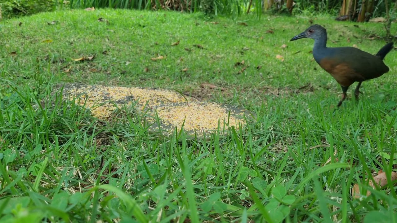 Saracuras e outros passarinhos. 