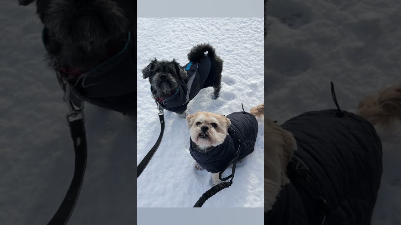 Snow Day Walkies ❄️🐾